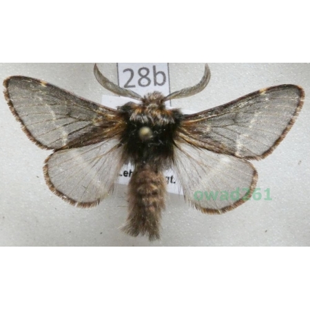 Poecilocampa populi (Linnaeus, 1758) male Czech28b